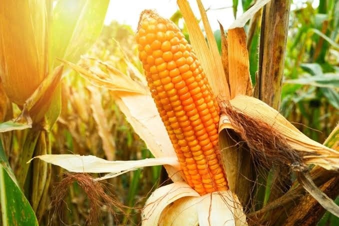 produtores-rurais-de-se-podem-renegociar-dividas-com-o-bnb-ate-novembro
